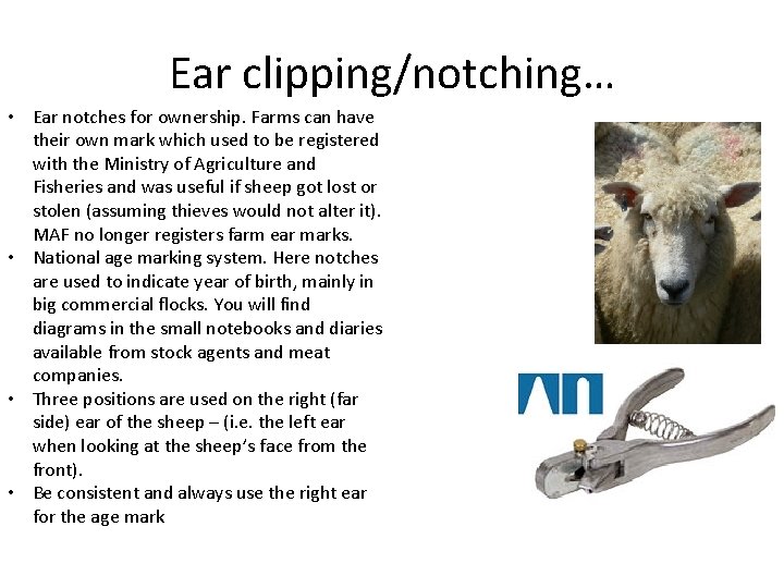 Ear clipping/notching… • Ear notches for ownership. Farms can have their own mark which