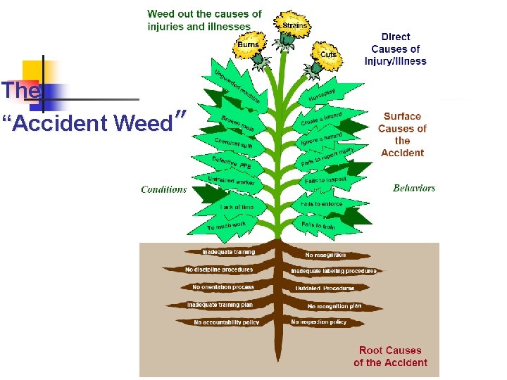 The “Accident Weed” 