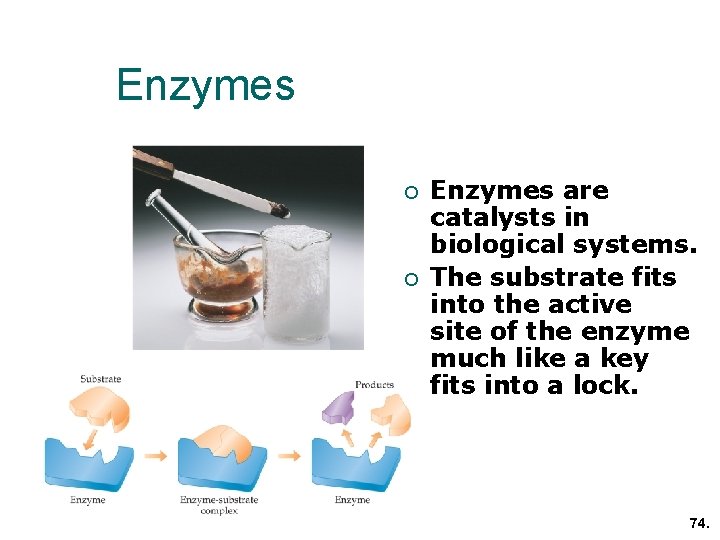Enzymes ¡ ¡ Enzymes are catalysts in biological systems. The substrate fits into the