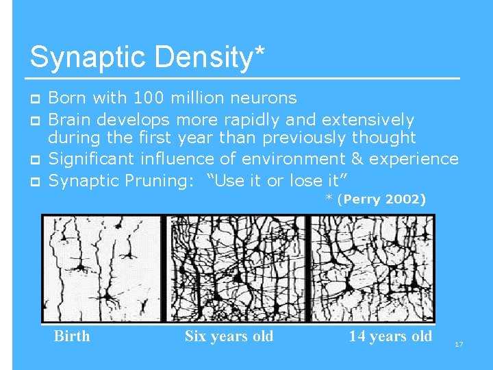 Synaptic Density* p p Born with 100 million neurons Brain develops more rapidly and