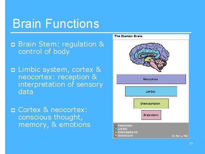 Brain Functions p Brain Stem: regulation & control of body p Limbic system, cortex