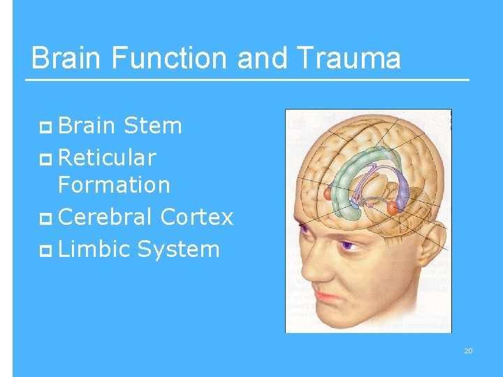 Brain Function and Trauma p Brain Stem p Reticular Formation p Cerebral Cortex p