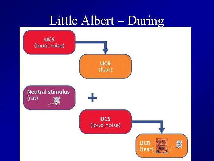 Little Albert – During Conditioning 