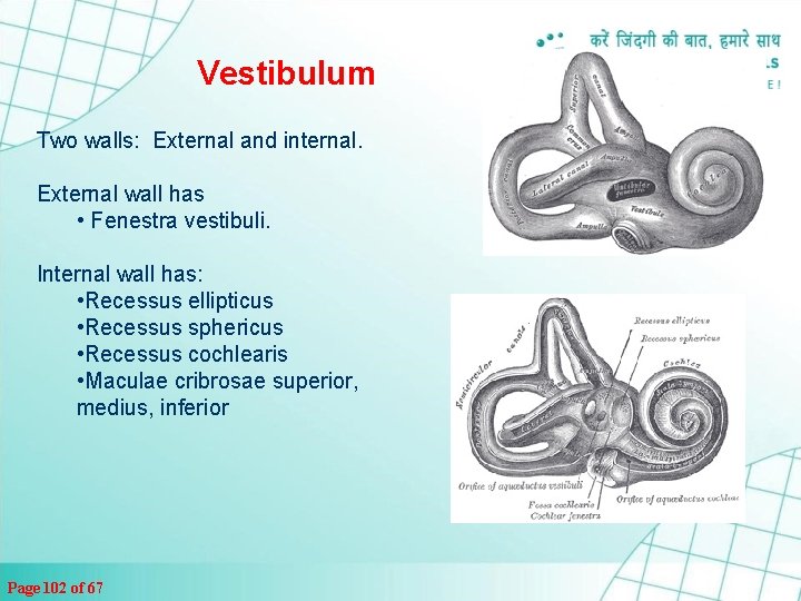 Vestibulum Two walls: External and internal. External wall has • Fenestra vestibuli. Internal wall