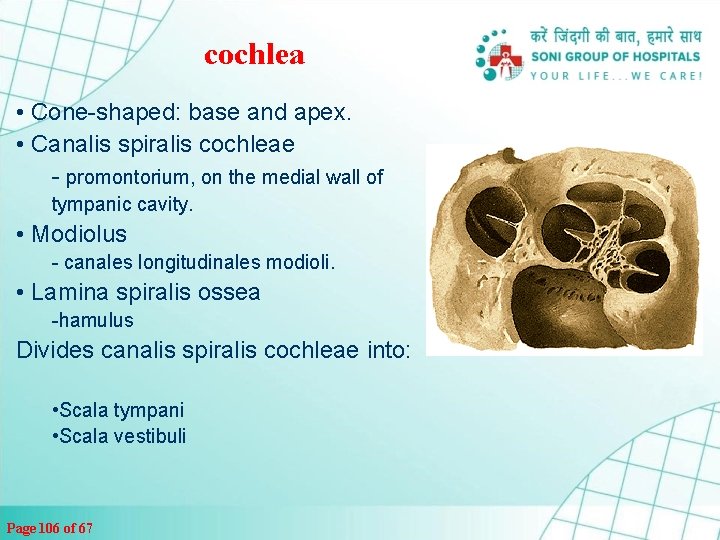 cochlea • Cone-shaped: base and apex. • Canalis spiralis cochleae - promontorium, on the