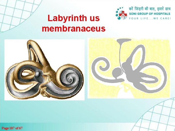 Labyrinth us membranaceus Page 107 of 67 