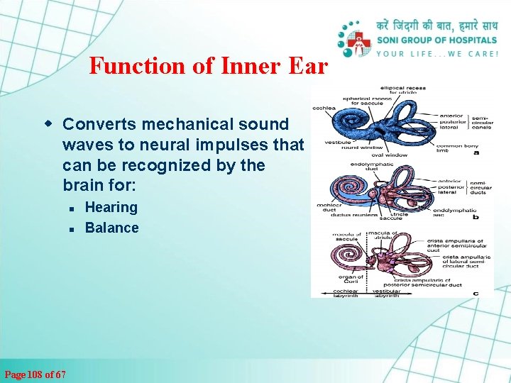 Function of Inner Ear w Converts mechanical sound waves to neural impulses that can