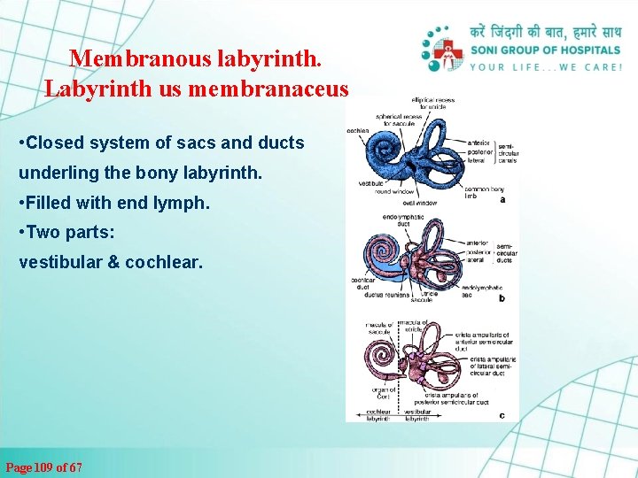 Membranous labyrinth. Labyrinth us membranaceus • Closed system of sacs and ducts underling the