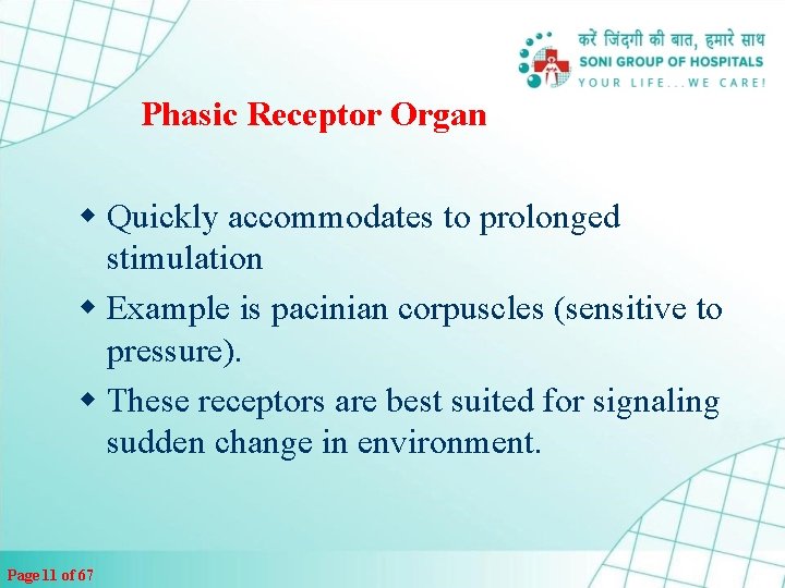 Phasic Receptor Organ w Quickly accommodates to prolonged stimulation w Example is pacinian corpuscles
