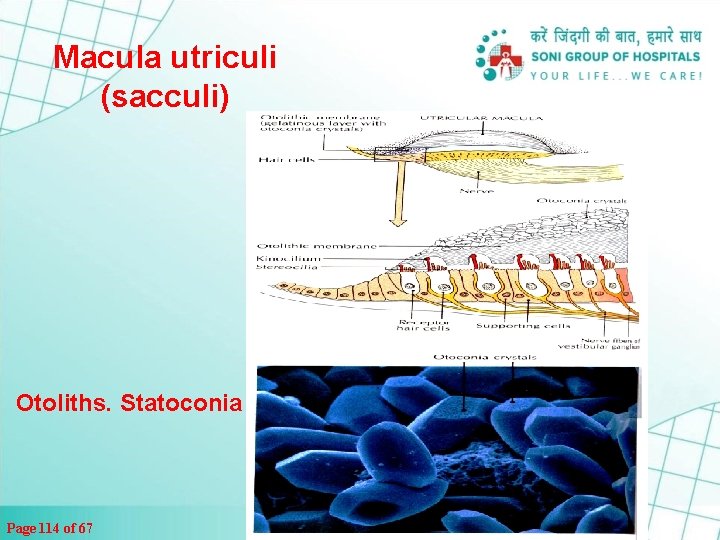 Macula utriculi (sacculi) Otoliths. Statoconia Page 114 of 67 