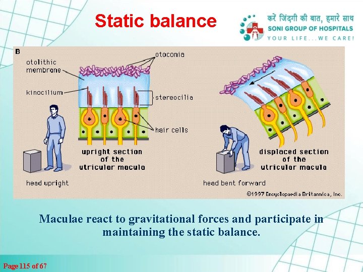 Static balance Maculae react to gravitational forces and participate in maintaining the static balance.