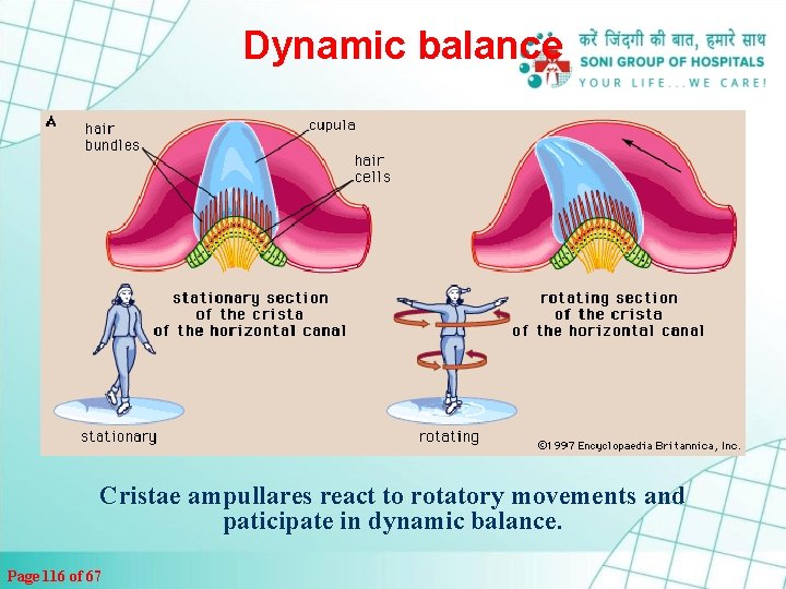 Dynamic balance Cristae ampullares react to rotatory movements and paticipate in dynamic balance. Page