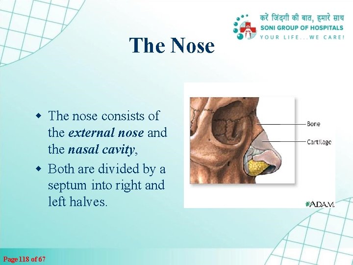 The Nose w The nose consists of the external nose and the nasal cavity,
