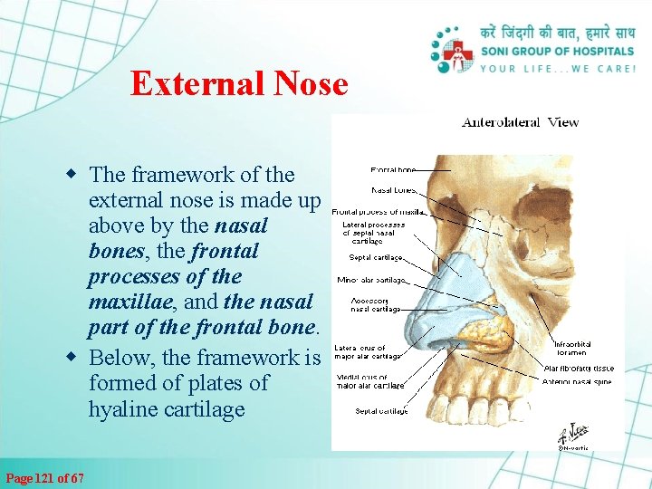 External Nose w The framework of the external nose is made up above by