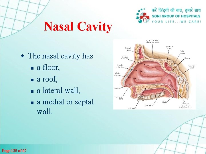 Nasal Cavity w The nasal cavity has n a floor, n a roof, n
