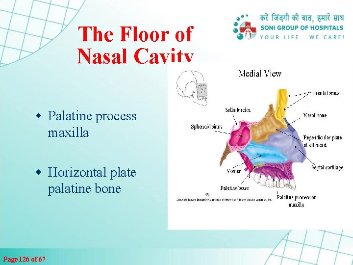 The Floor of Nasal Cavity w Palatine process maxilla w Horizontal plate palatine bone