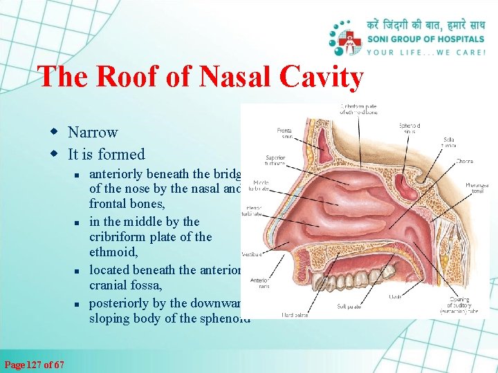 The Roof of Nasal Cavity w Narrow w It is formed n n Page