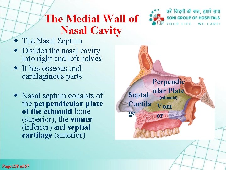 The Medial Wall of Nasal Cavity w The Nasal Septum w Divides the nasal