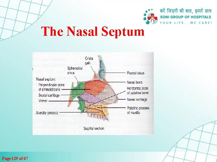 The Nasal Septum Page 129 of 67 