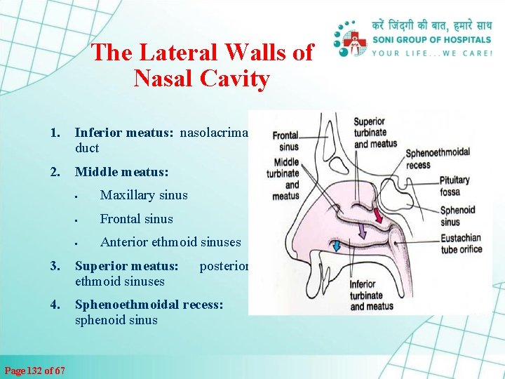 The Lateral Walls of Nasal Cavity 1. Inferior meatus: nasolacrimal duct 2. Middle meatus: