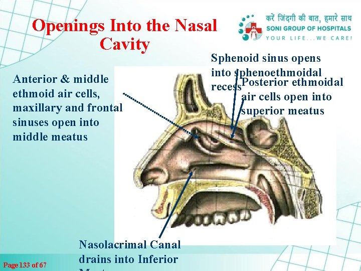 Openings Into the Nasal Cavity Anterior & middle ethmoid air cells, maxillary and frontal