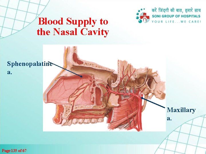Blood Supply to the Nasal Cavity Sphenopalatine a. Maxillary a. Page 135 of 67