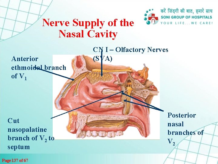 Nerve Supply of the Nasal Cavity Anterior ethmoidal branch of V 1 Cut nasopalatine