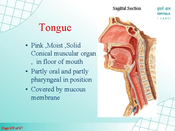 Tongue • Pink , Moist , Solid Conical muscular organ , in floor of