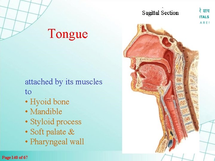 Tongue attached by its muscles to • Hyoid bone • Mandible • Styloid process