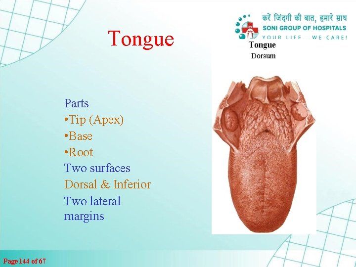 Tongue Parts • Tip (Apex) • Base • Root Two surfaces Dorsal & Inferior