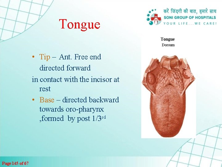 Tongue • Tip – Ant. Free end directed forward in contact with the incisor