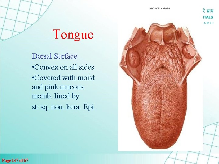 Tongue Dorsal Surface • Convex on all sides • Covered with moist and pink