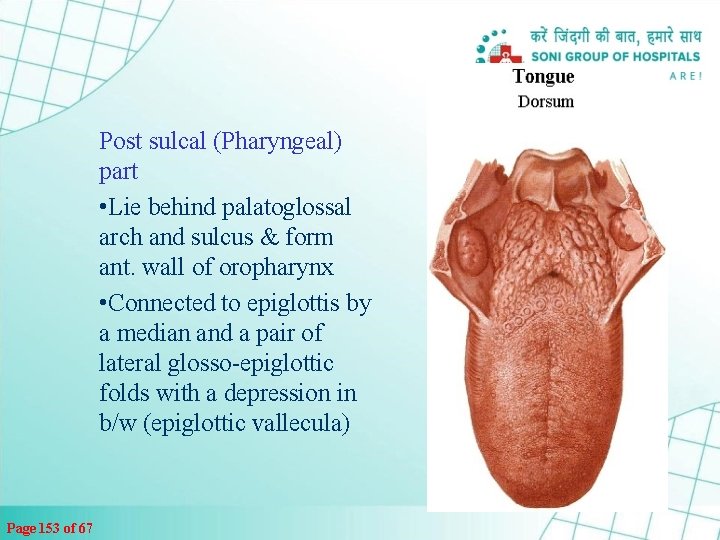 Post sulcal (Pharyngeal) part • Lie behind palatoglossal arch and sulcus & form ant.