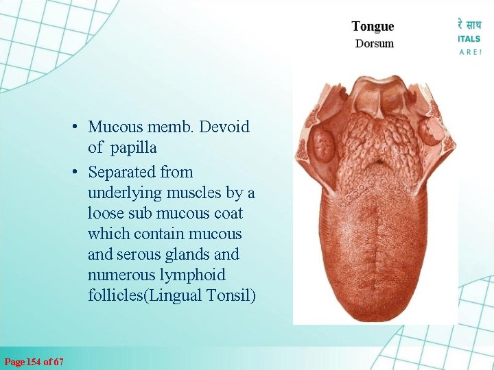  • Mucous memb. Devoid of papilla • Separated from underlying muscles by a