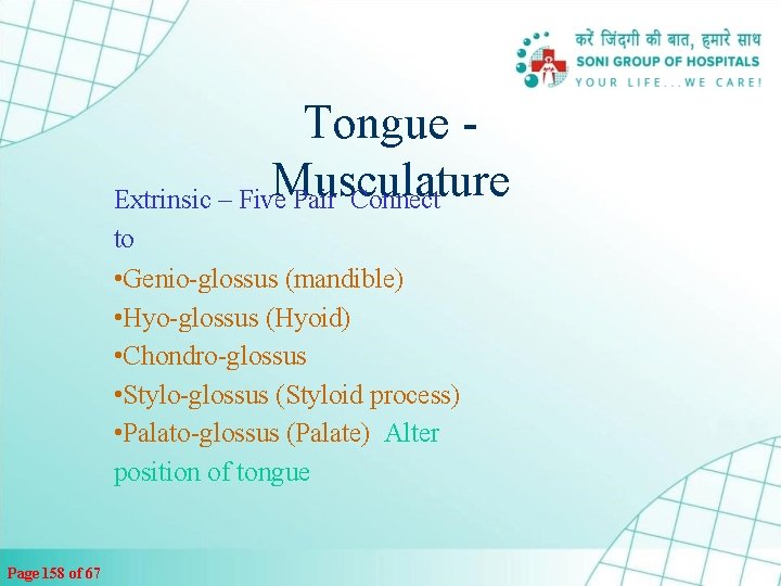 Tongue Musculature Extrinsic – Five Pair Connect to • Genio-glossus (mandible) • Hyo-glossus (Hyoid)