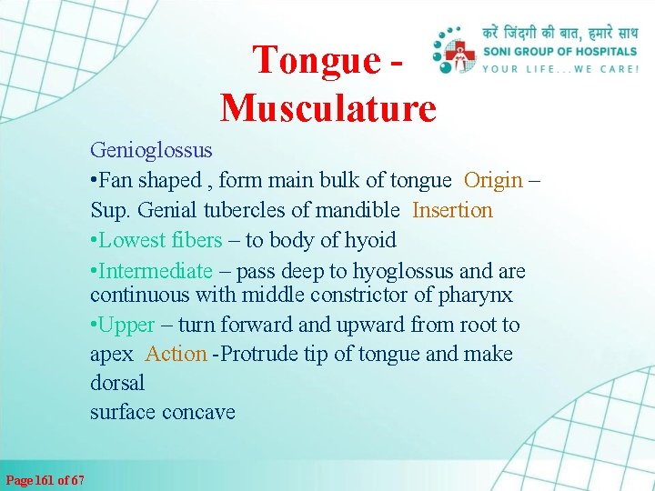 Tongue Musculature Genioglossus • Fan shaped , form main bulk of tongue Origin –