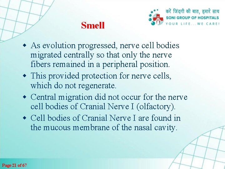 Smell w As evolution progressed, nerve cell bodies migrated centrally so that only the