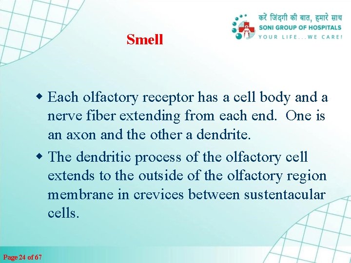 Smell w Each olfactory receptor has a cell body and a nerve fiber extending