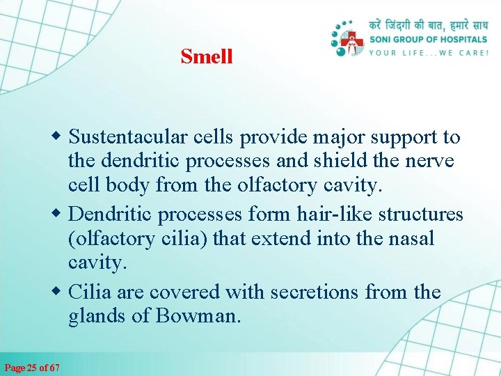 Smell w Sustentacular cells provide major support to the dendritic processes and shield the