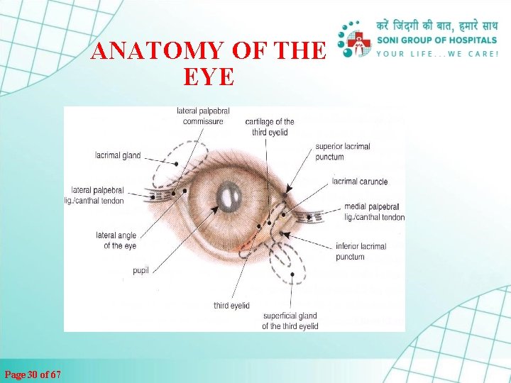 ANATOMY OF THE EYE Page 30 of 67 