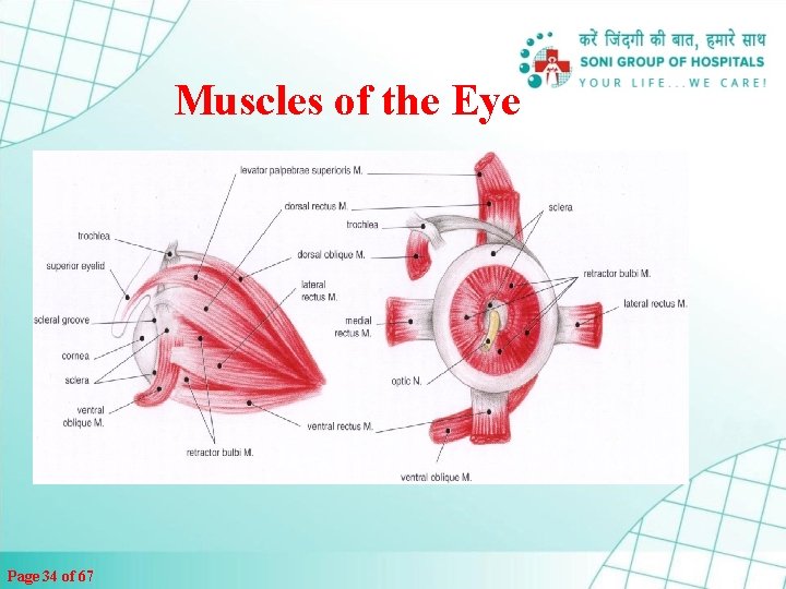 Muscles of the Eye Page 34 of 67 