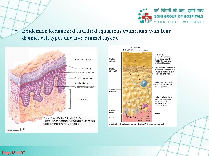 w Epidermis: keratinized stratified squamous epithelium with four distinct cell types and five distinct