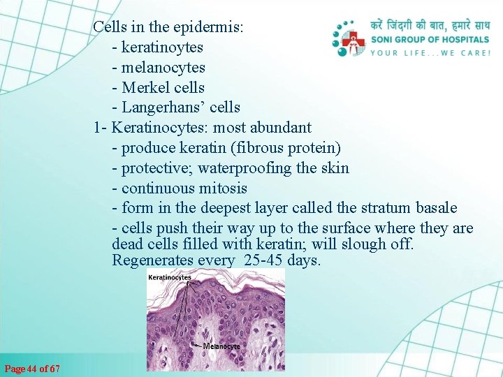 Cells in the epidermis: - keratinoytes - melanocytes - Merkel cells - Langerhans’ cells