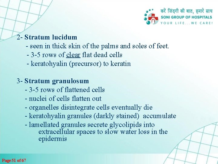 2 - Stratum lucidum - seen in thick skin of the palms and soles
