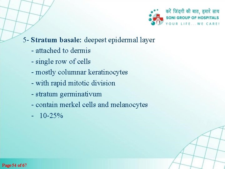 5 - Stratum basale: deepest epidermal layer - attached to dermis - single row