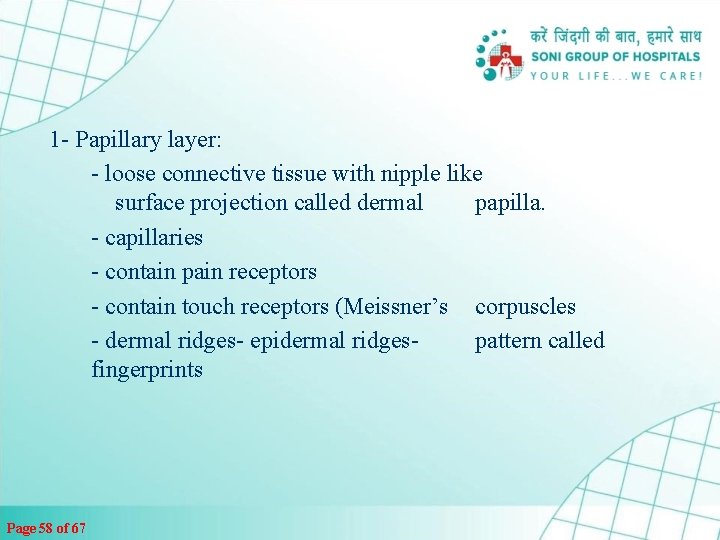 1 - Papillary layer: - loose connective tissue with nipple like surface projection called