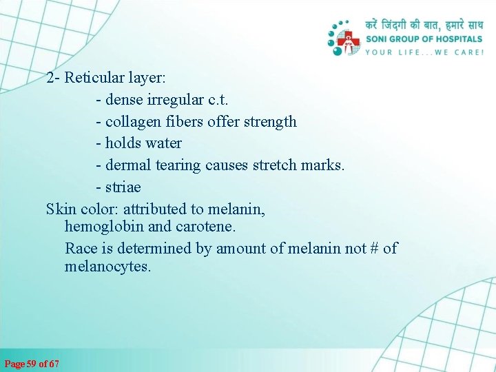 2 - Reticular layer: - dense irregular c. t. - collagen fibers offer strength