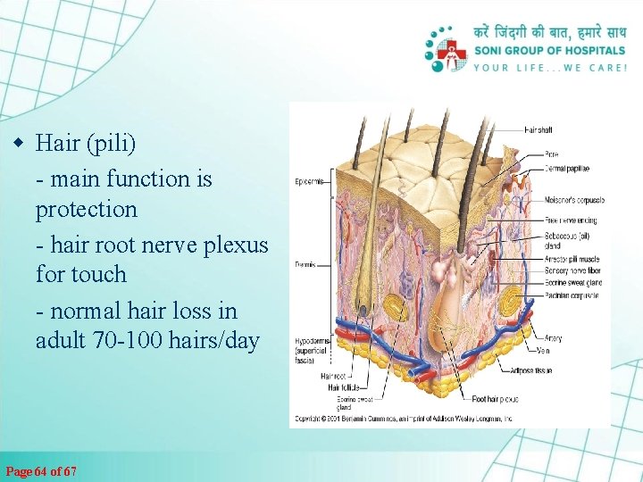 w Hair (pili) - main function is protection - hair root nerve plexus for