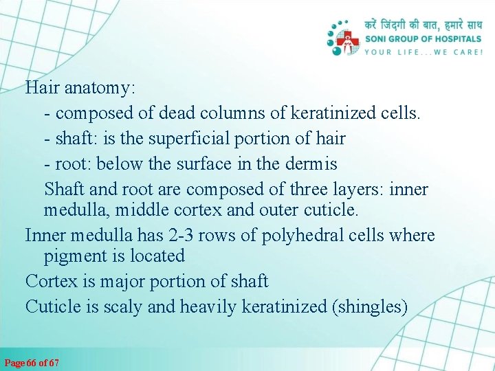 Hair anatomy: - composed of dead columns of keratinized cells. - shaft: is the