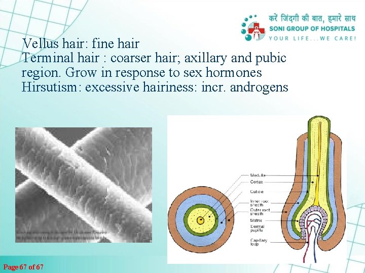 Vellus hair: fine hair Terminal hair : coarser hair; axillary and pubic region. Grow